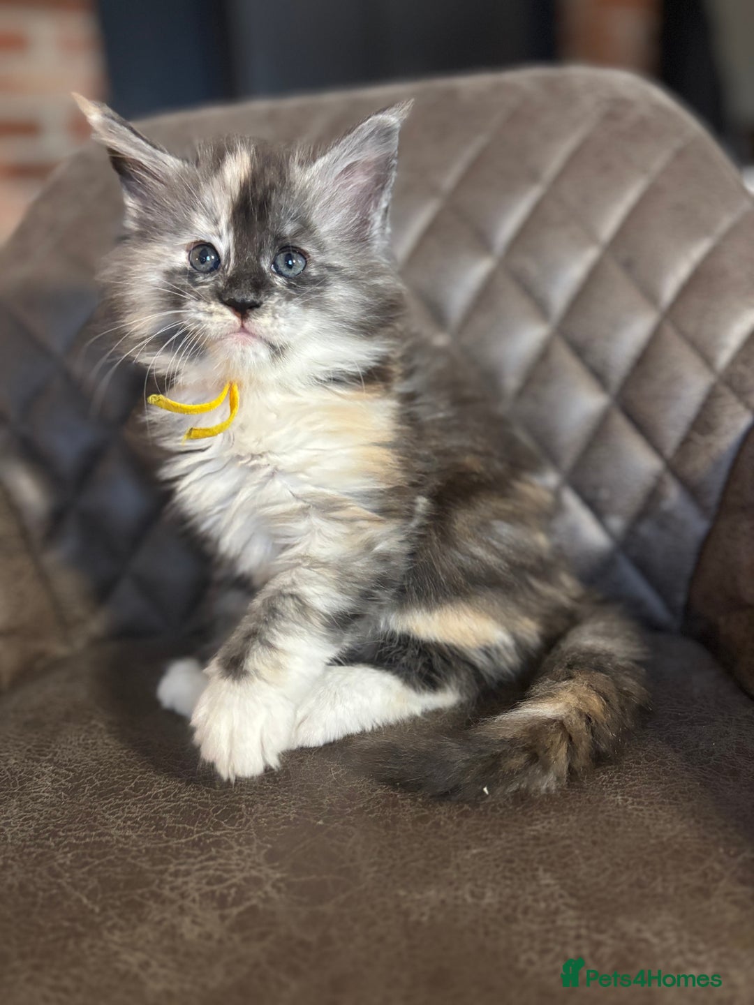 Maine Coon cats for sale: Maine Coon Kittens - Ready early Feb - Advert 9