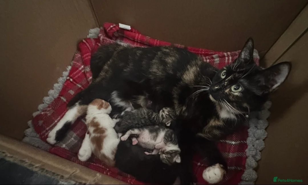 Mixed Breed cats for sale: 4 Kittens looking for a forever home  in Worcester - Advert 1