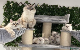 Siberian cats for sale: TICA✅HEALTH TESTED✅STUNNING  - Image 4