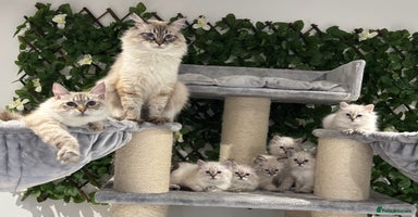 Siberian cats - Advert 8
