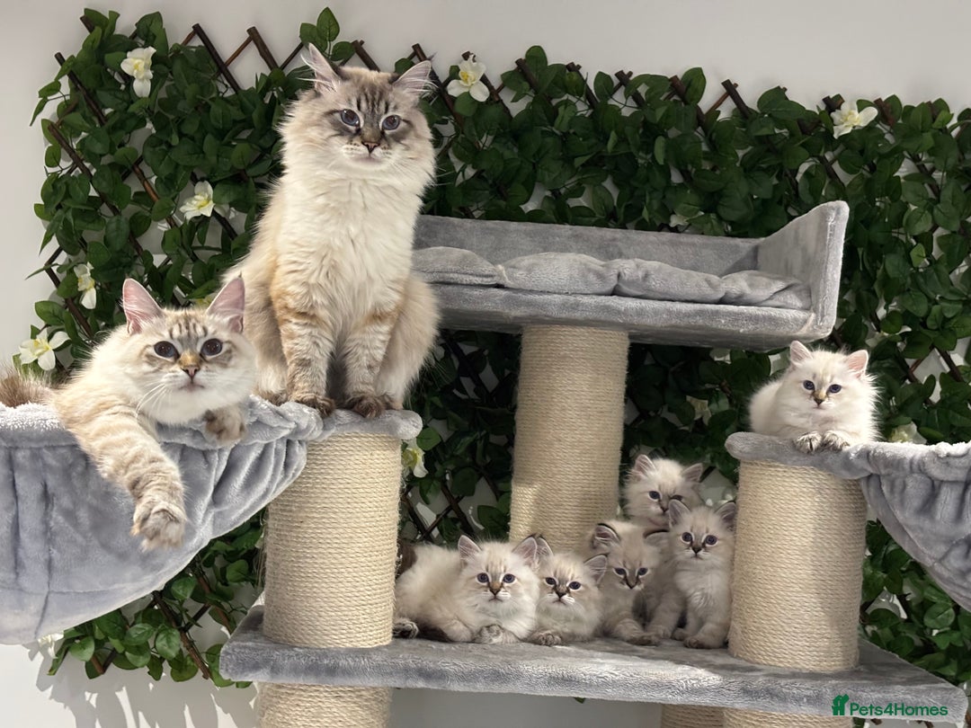 Siberian cats for sale: TICA✅HEALTH TESTED✅STUNNING  - Image 4