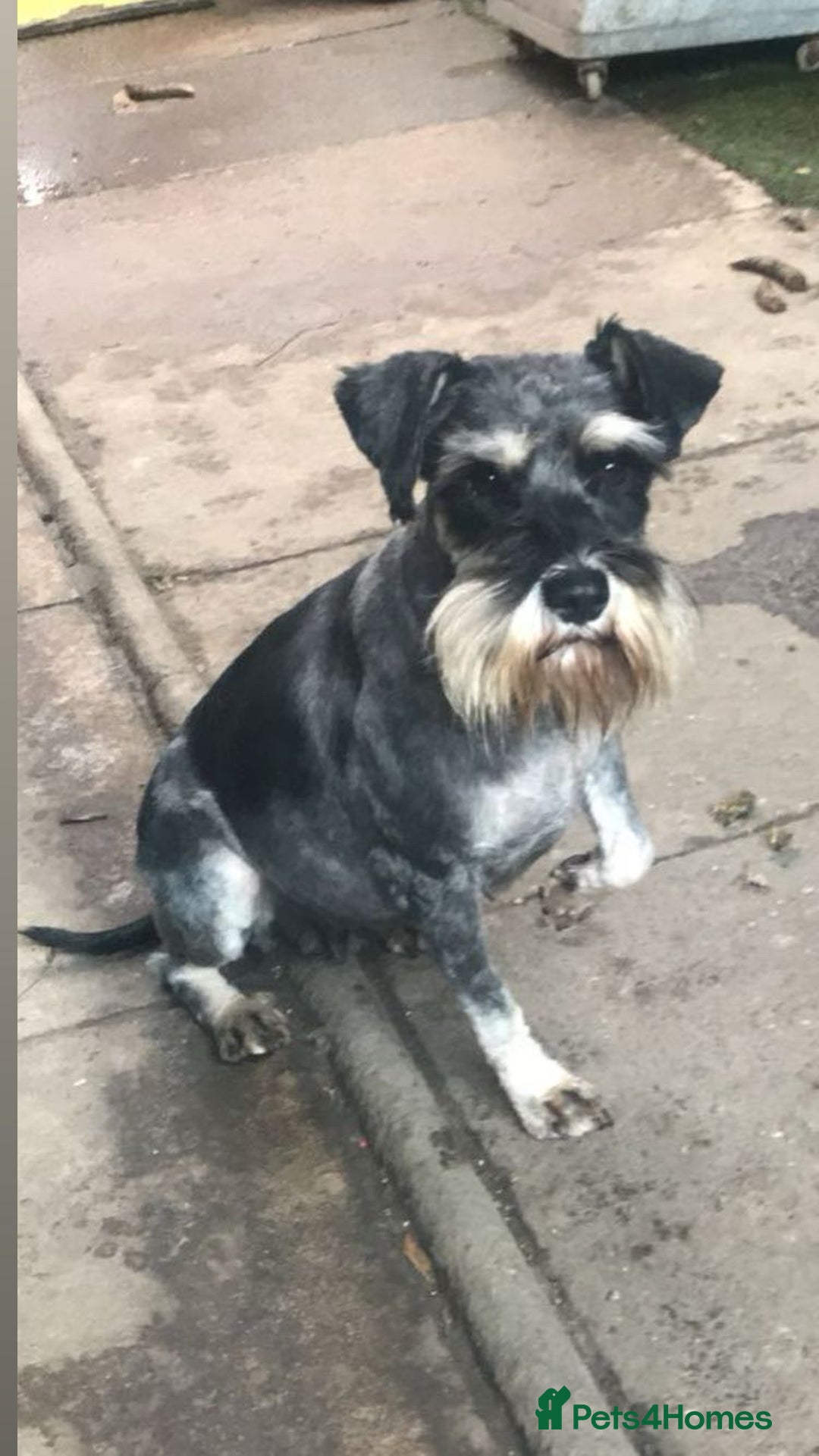 Miniature Schnauzer dogs for sale: Miniature Schnauzer Puppies - Image 10