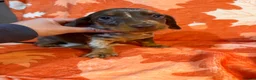 Miniature Dachshund dogs for sale: Stunning miniature dachshund pups - Advert 2