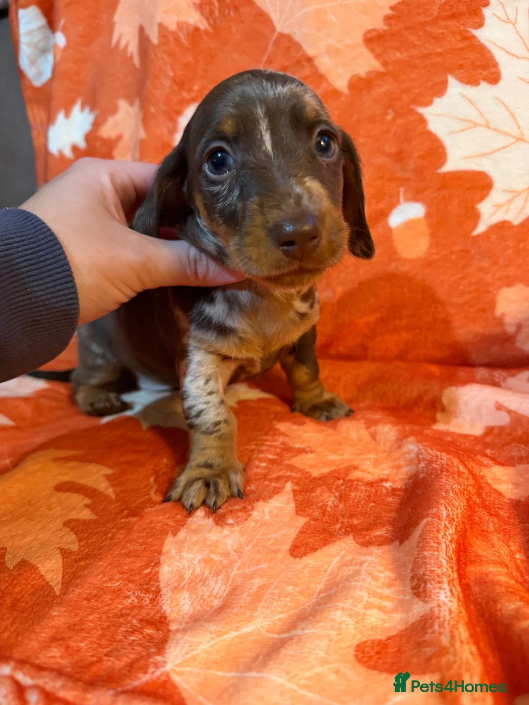 Miniature Dachshund dogs for sale: Stunning miniature dachshund pups - Advert 2
