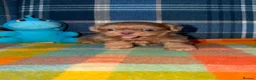 Shih Tzu dogs for sale: 🩷💙Stunning KC Shih Tzu Puppies 💜🩷 - Advert 3
