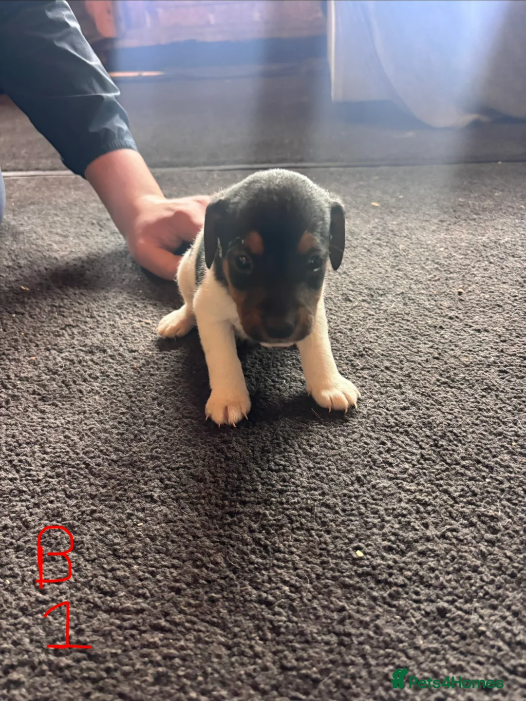 Jack Russell dogs for sale: Lovely small jack Russell pups  - Advert 9