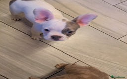 French Bulldog dogs for sale: fluffy carrier French bulldog girls  - Image 10