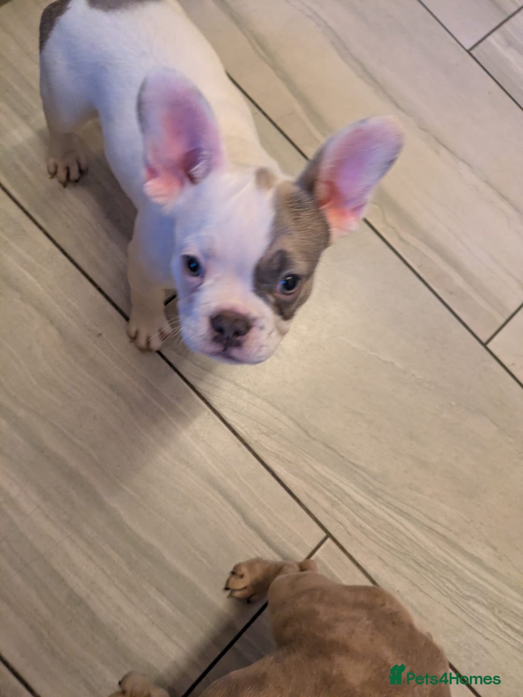 French Bulldog dogs for sale: fluffy carrier French bulldog girls  - Image 10