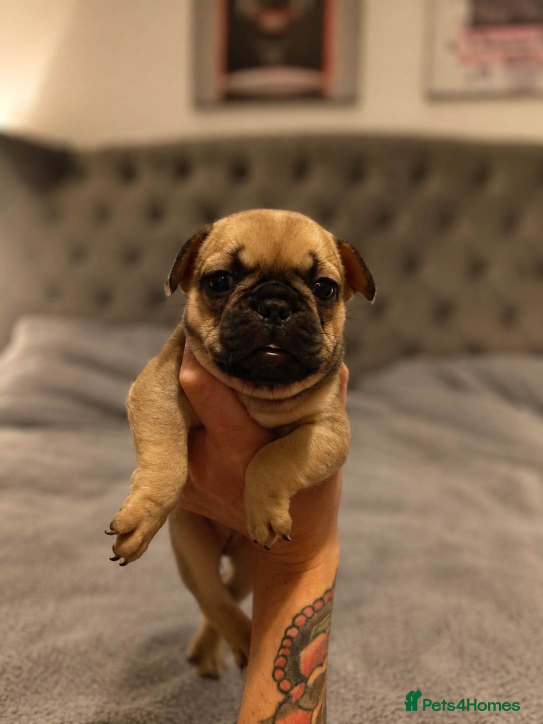 French Bulldog dogs French Bulldog Puppies  - Advert 14