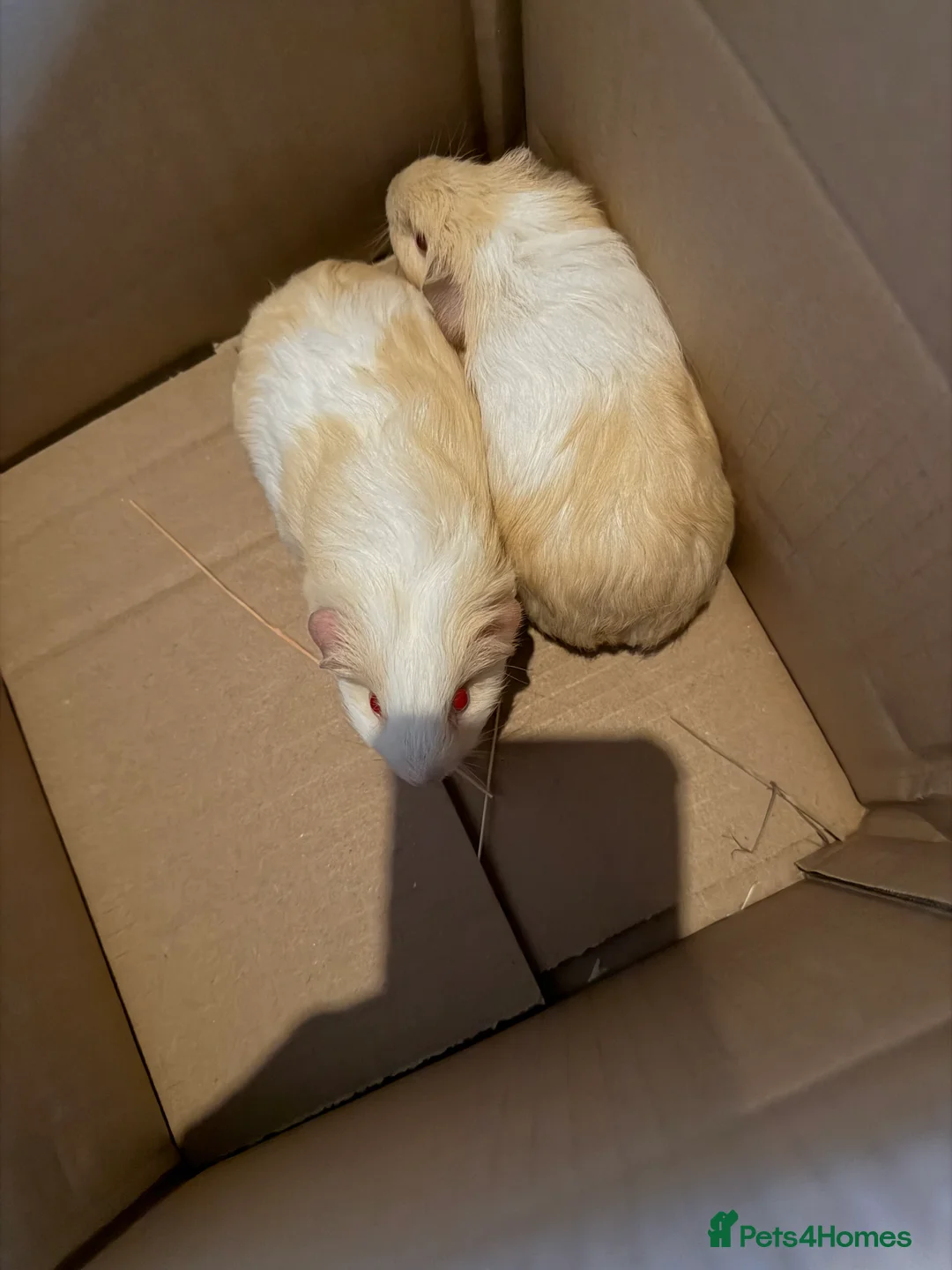Guinea Pig rodents for sale: 2 baby boars sheltie cross ready to go - Advert 2