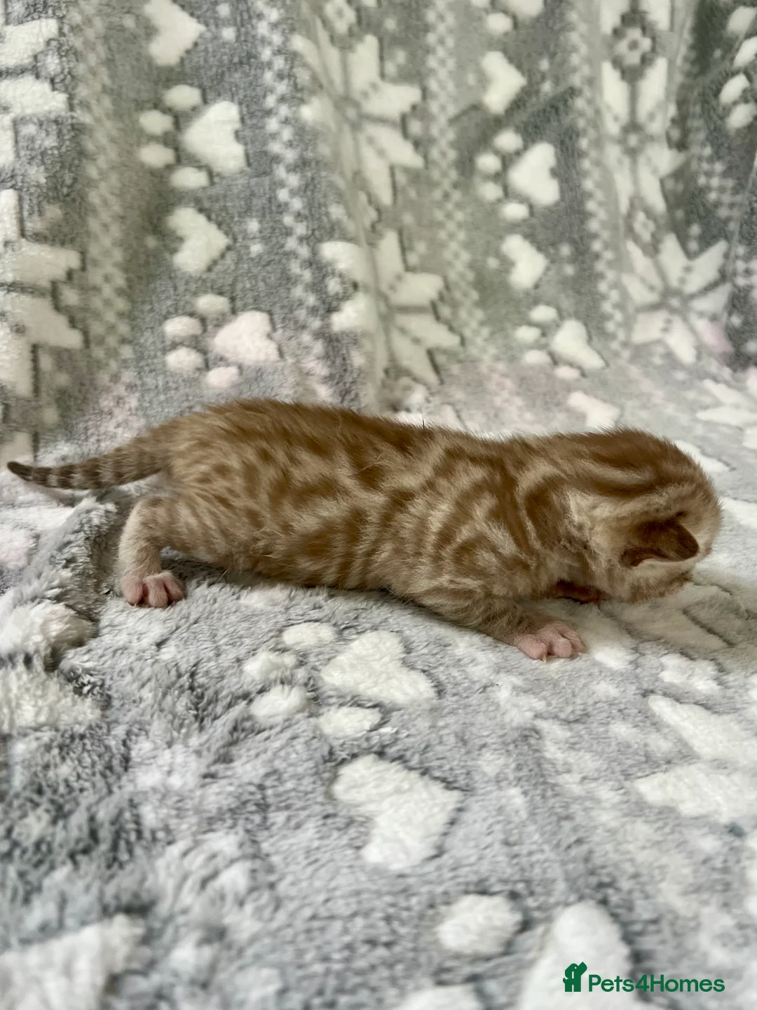 Bengal cats for sale: Top Pedigree Bengal Kittens - Advert 20