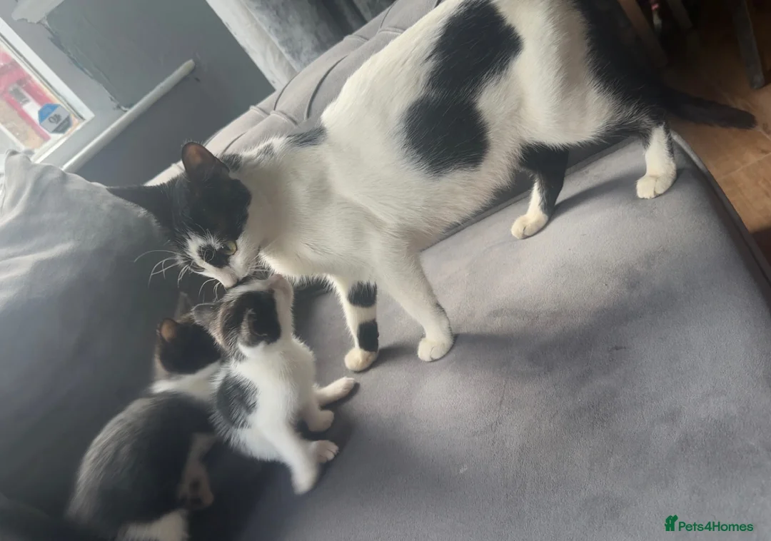 Mixed Breed cats for sale: Beautiful mix of grey, black and white kittens  - Advert 2