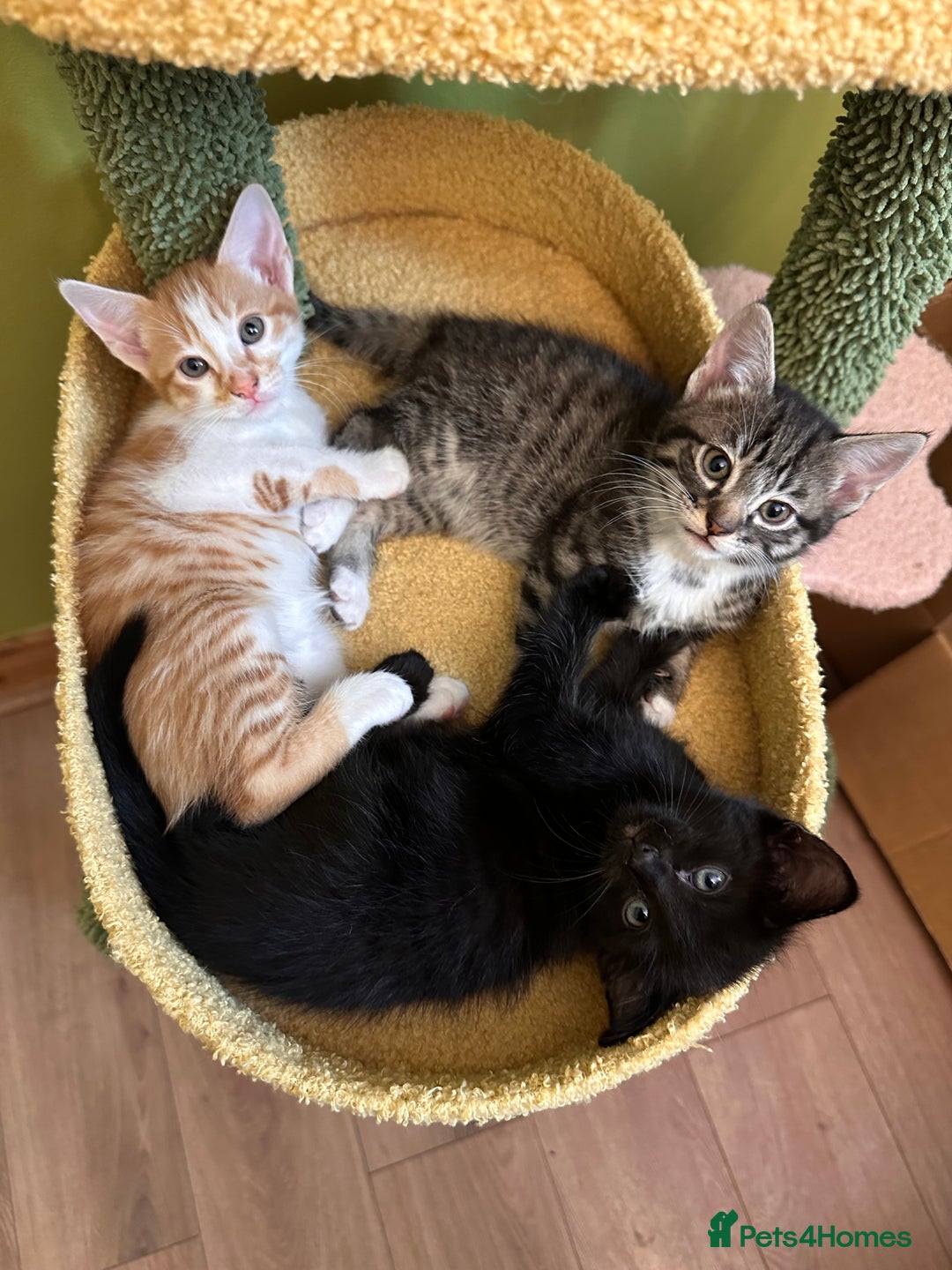 Mixed Breed cats for sale: Kittens from half Siamese mum - Advert 16