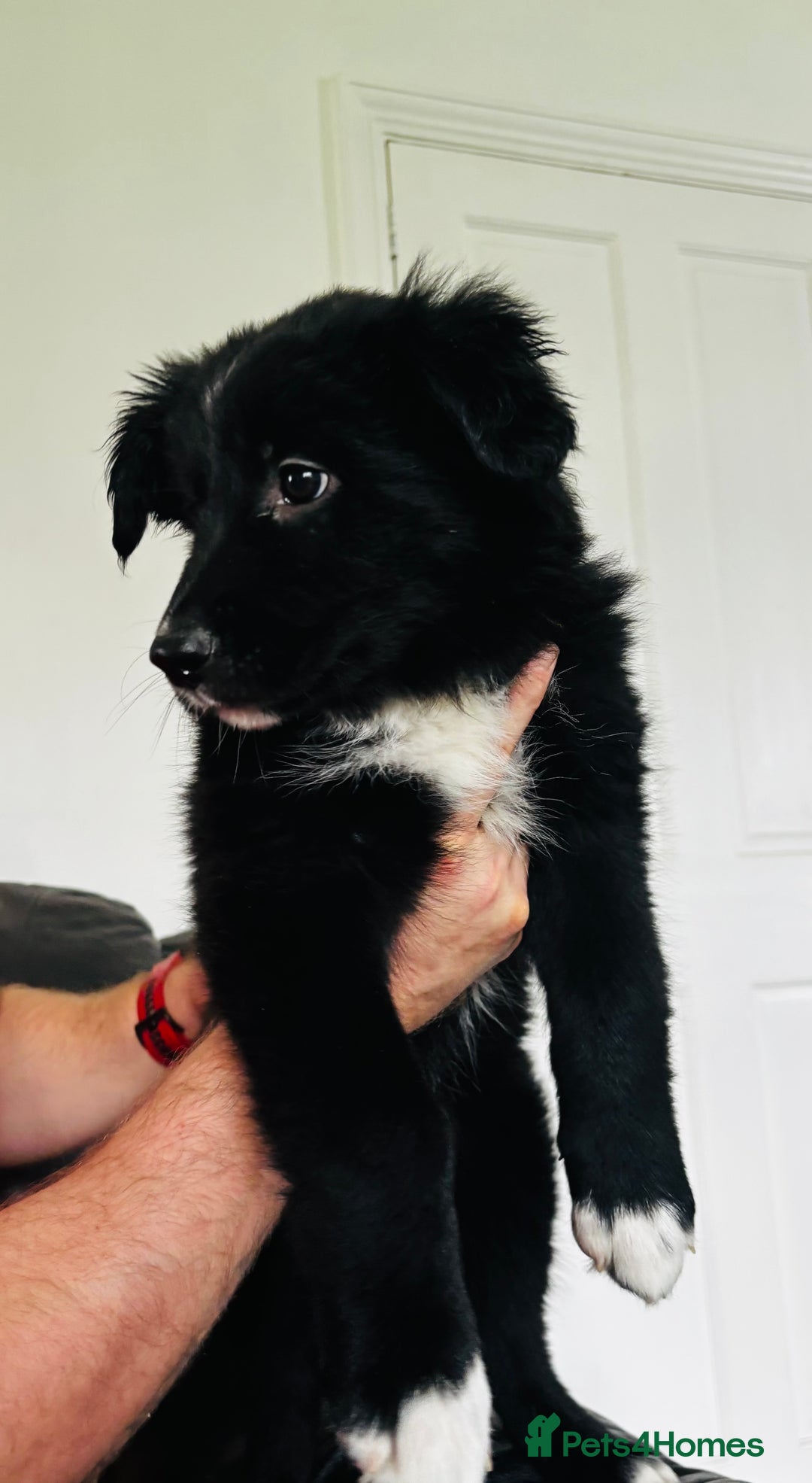 Mixed Breed dogs for sale: 🐾 Beautiful Shollie Pups - Ready Now 🐾 - Advert 8