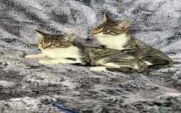 Mixed Breed cats for sale: Kittens  - Image 5