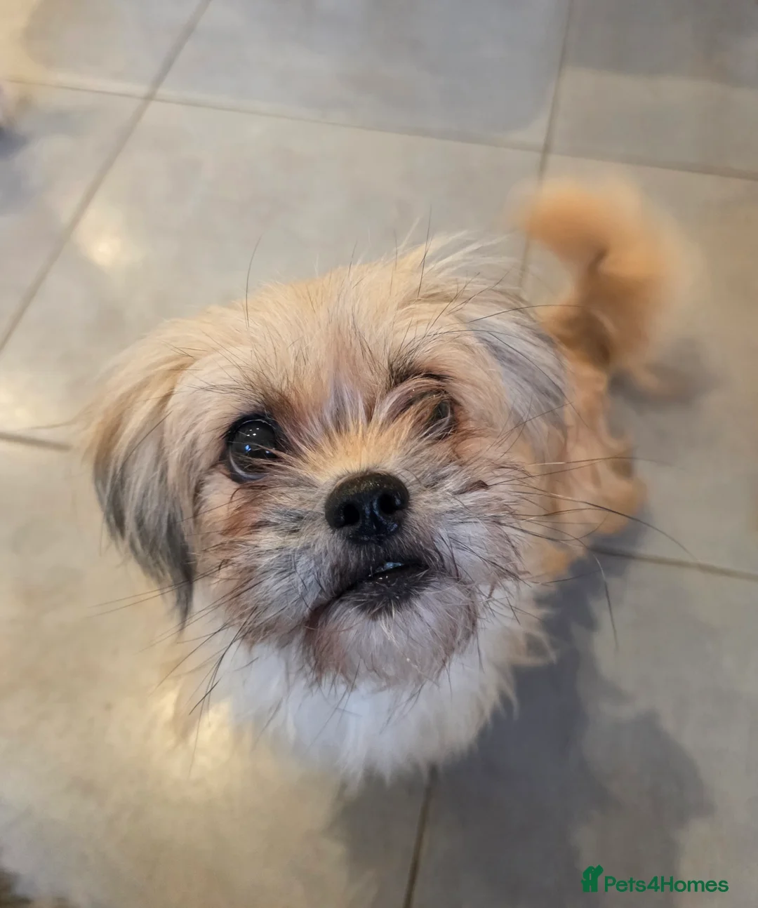 Mixed Breed dogs for sale: Beautiful Pomeranian x Yorkiepoo - Advert 5