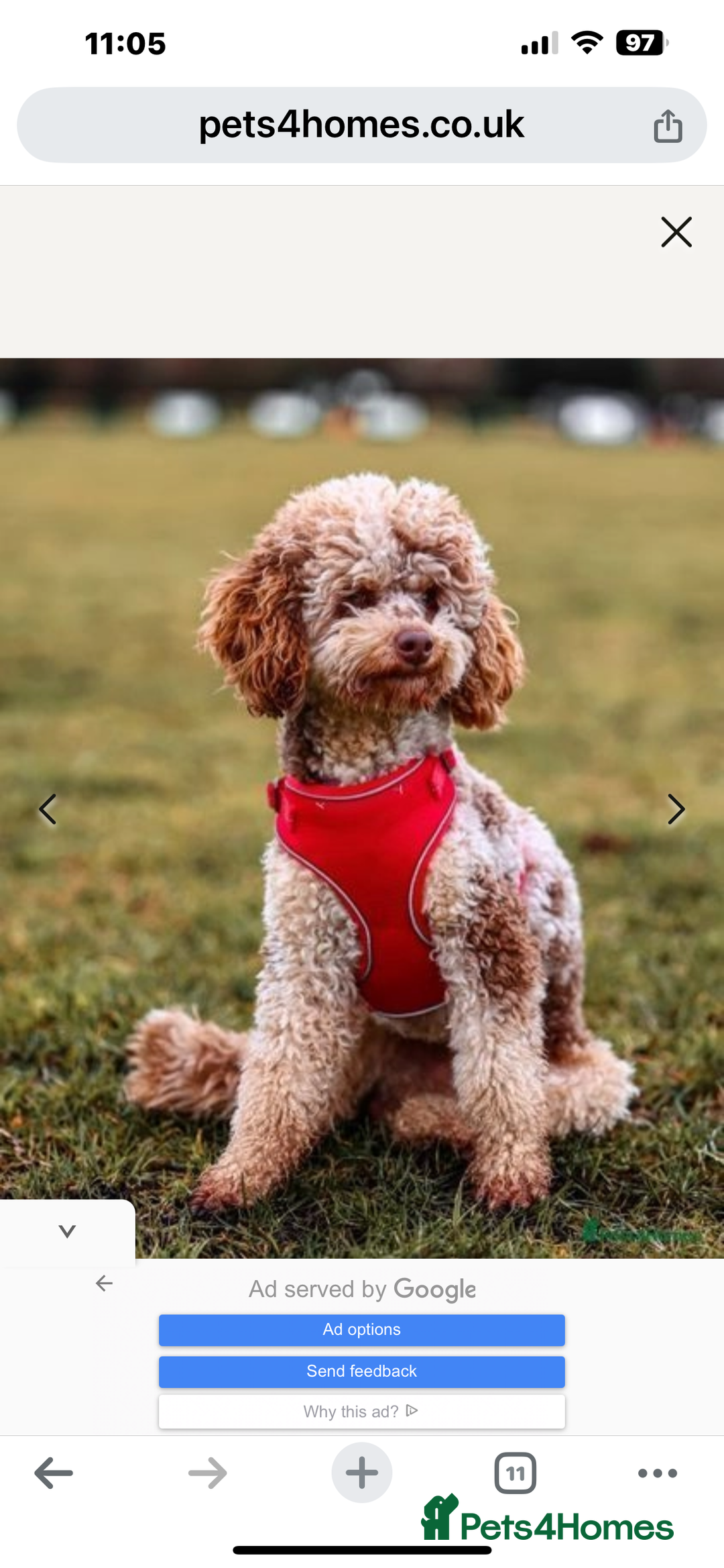 Cockapoo dogs for sale: Merle Cockapoo bitch - Image 7