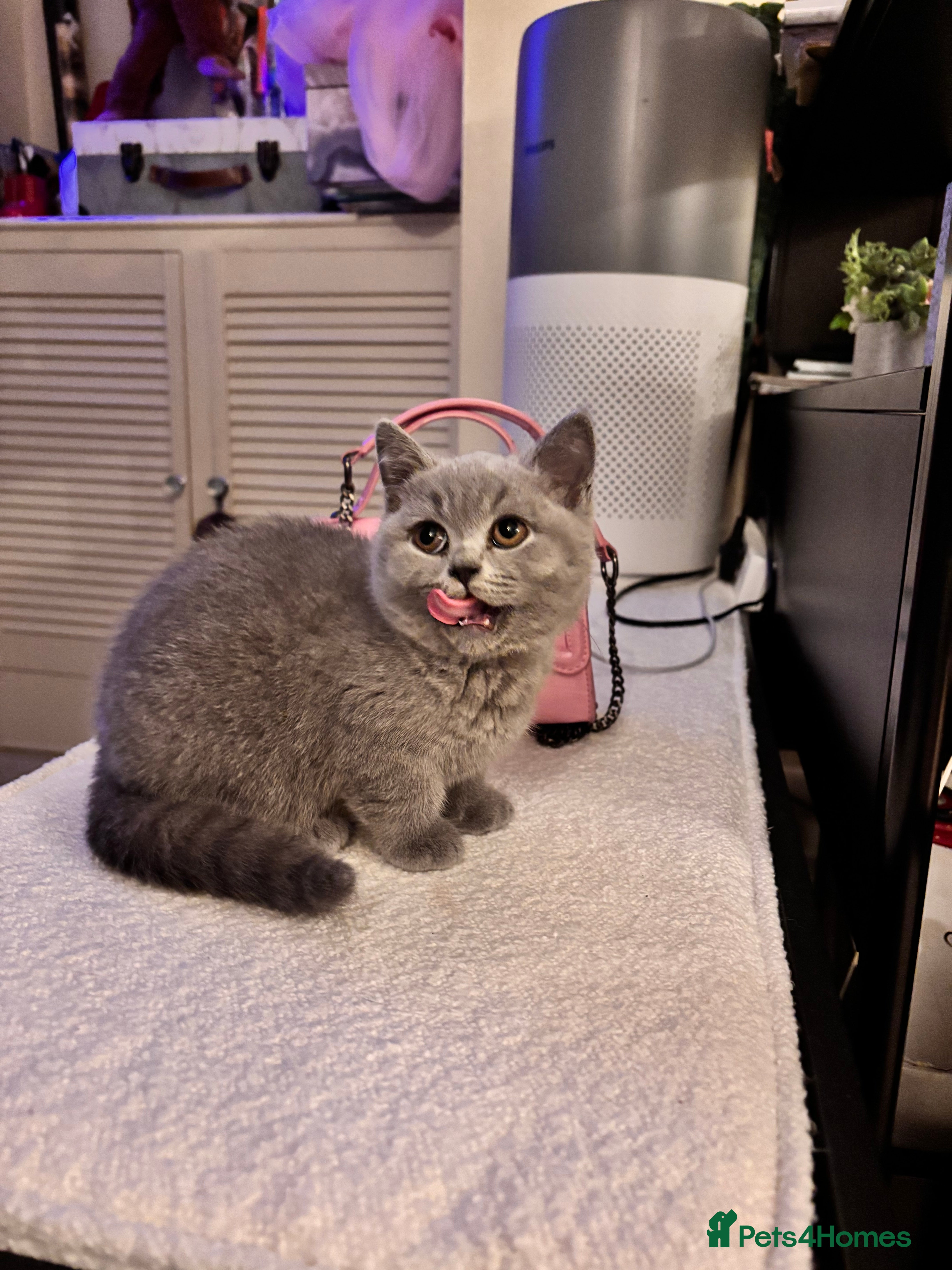 British Shorthair cats READY NOW GCCF Chunky British Shorthair  - Advert 13