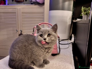 British Shorthair cats READY NOW GCCF Chunky British Shorthair - Advert 13