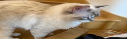Ragdoll cats for sale: Beautiful Ragdoll Cats Looking for Loving Homes - Advert 2