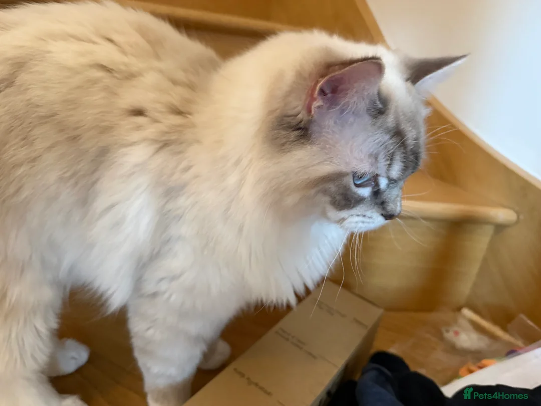 Ragdoll cats for sale: Beautiful Ragdoll Cats Looking for Loving Homes - Advert 2