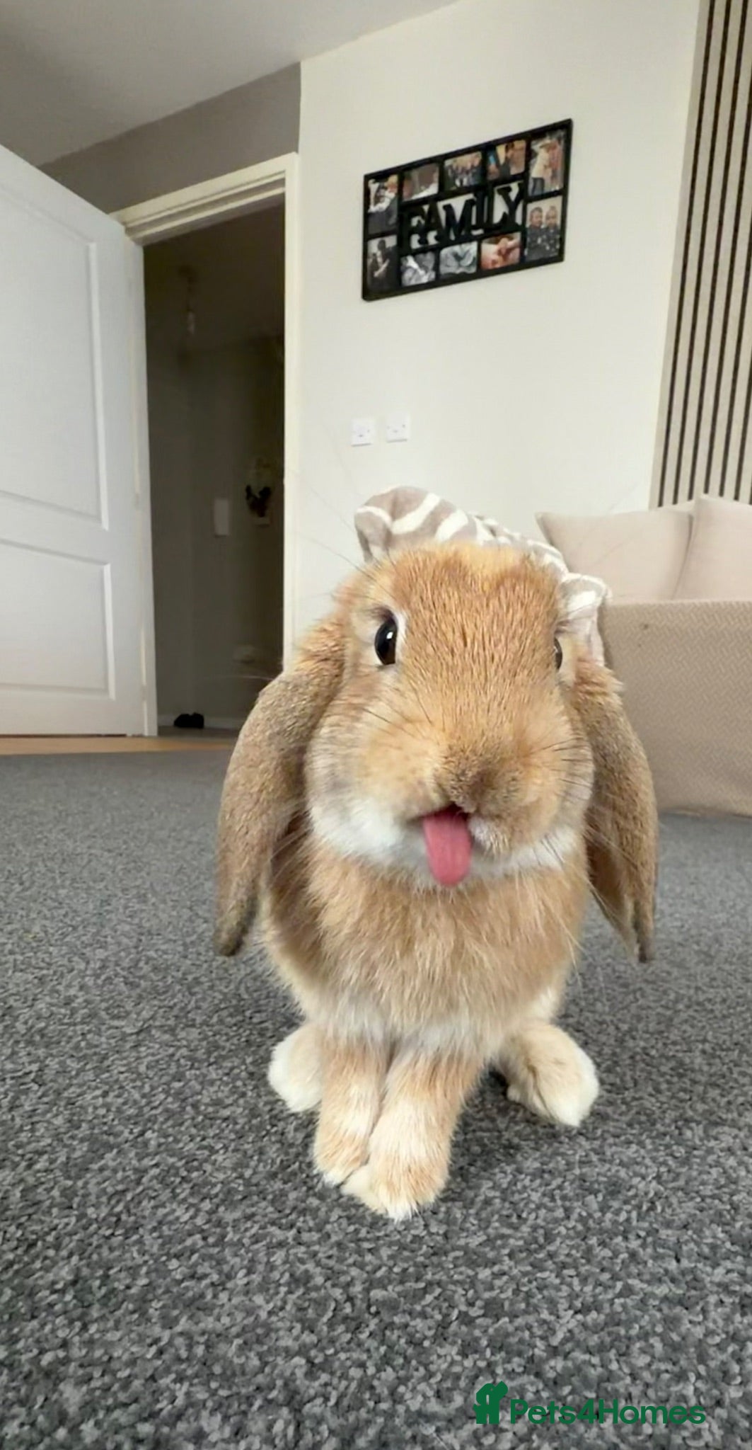 Mini Lop rabbits Mini lop female rabbit - Advert 1