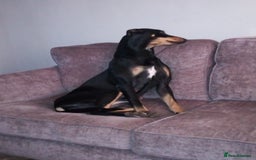 Mixed Breed dogs for sale: Lurcher - Image 5