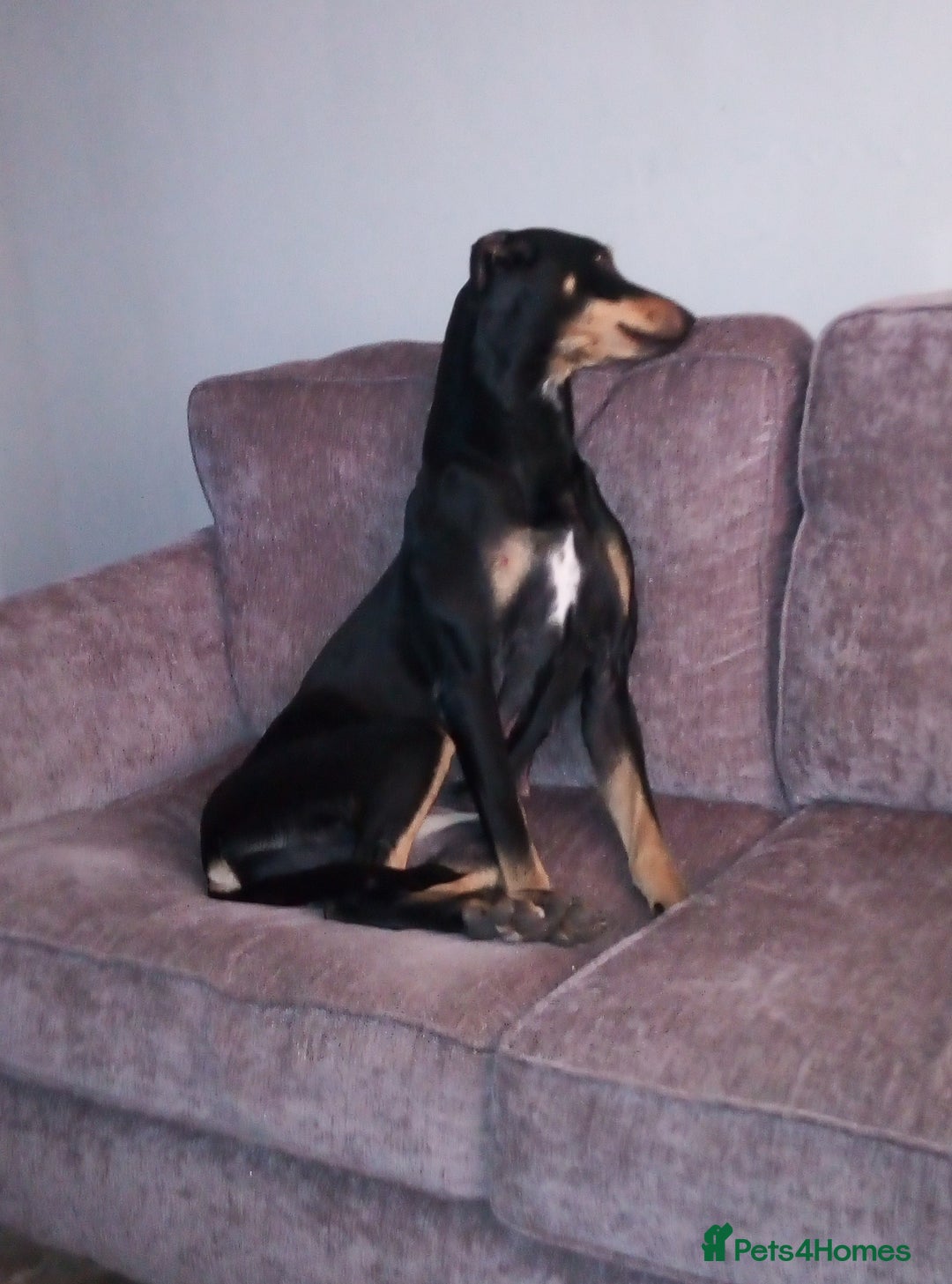 Mixed Breed dogs for sale: Lurcher - Image 5