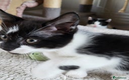 British Shorthair cats for sale: Beautiful kittens for sale - Image 6