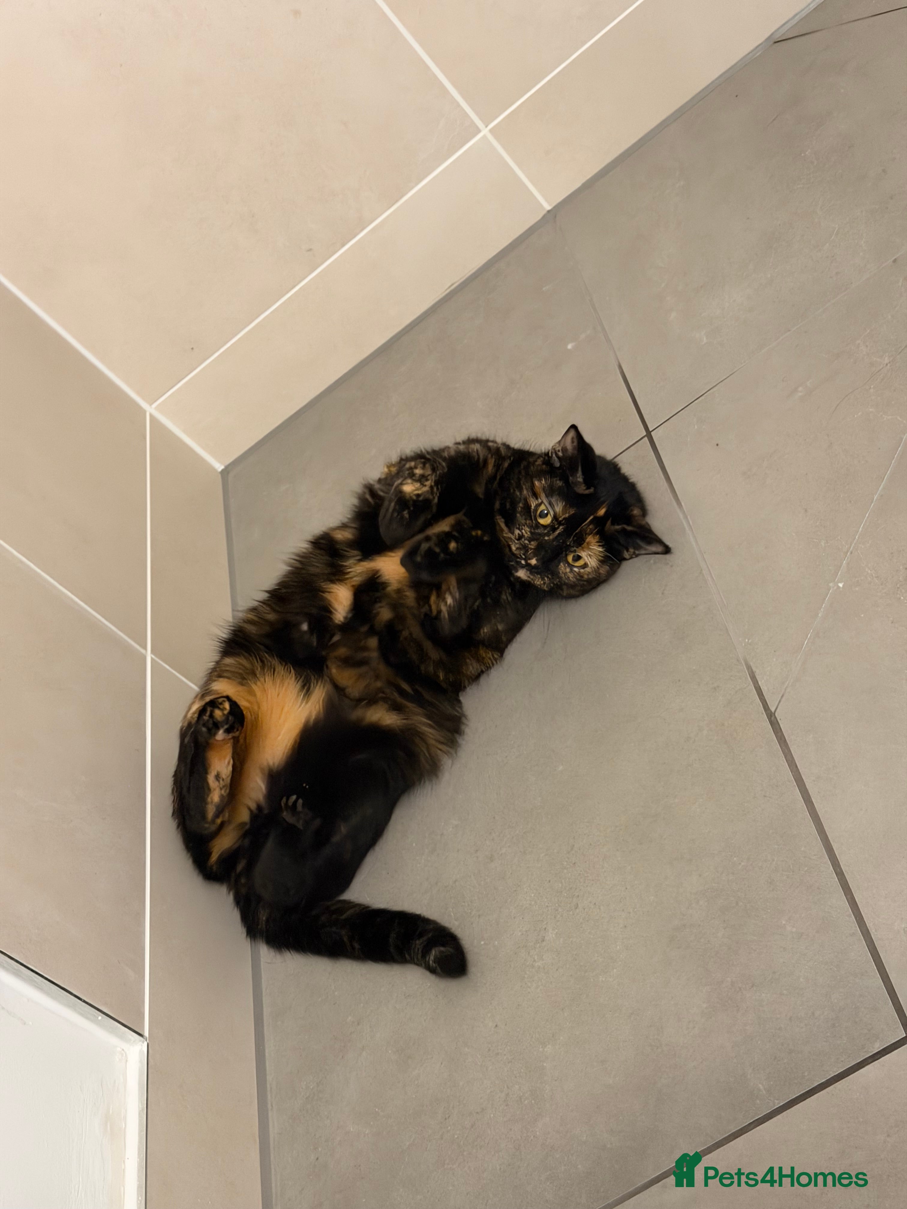 Domestic Shorthair cats Beautiful Friendly Spayed Female Cat - Advert 17