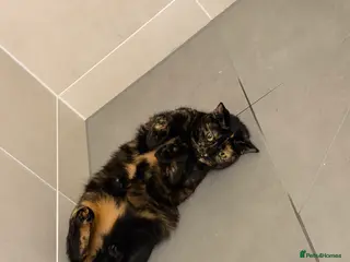 Domestic Shorthair cats Beautiful Friendly Spayed Female Cat - Advert 17