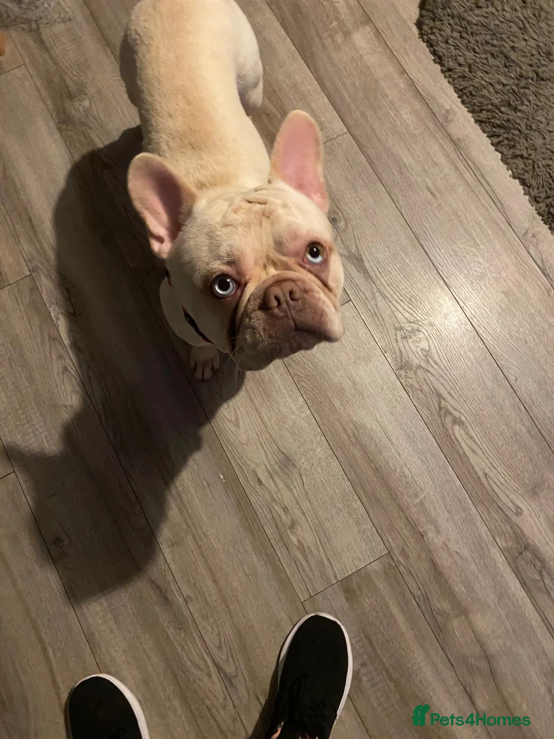 French Bulldog dogs for sale: Platinum boy frenchie - Advert 2