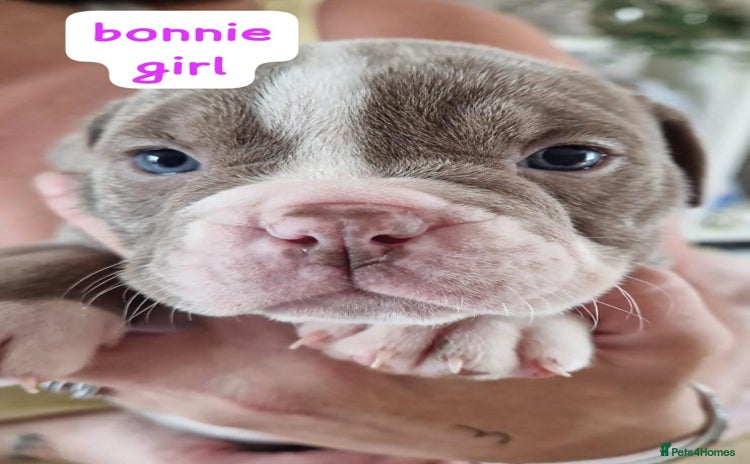 English Bulldog dogs - Advert 1