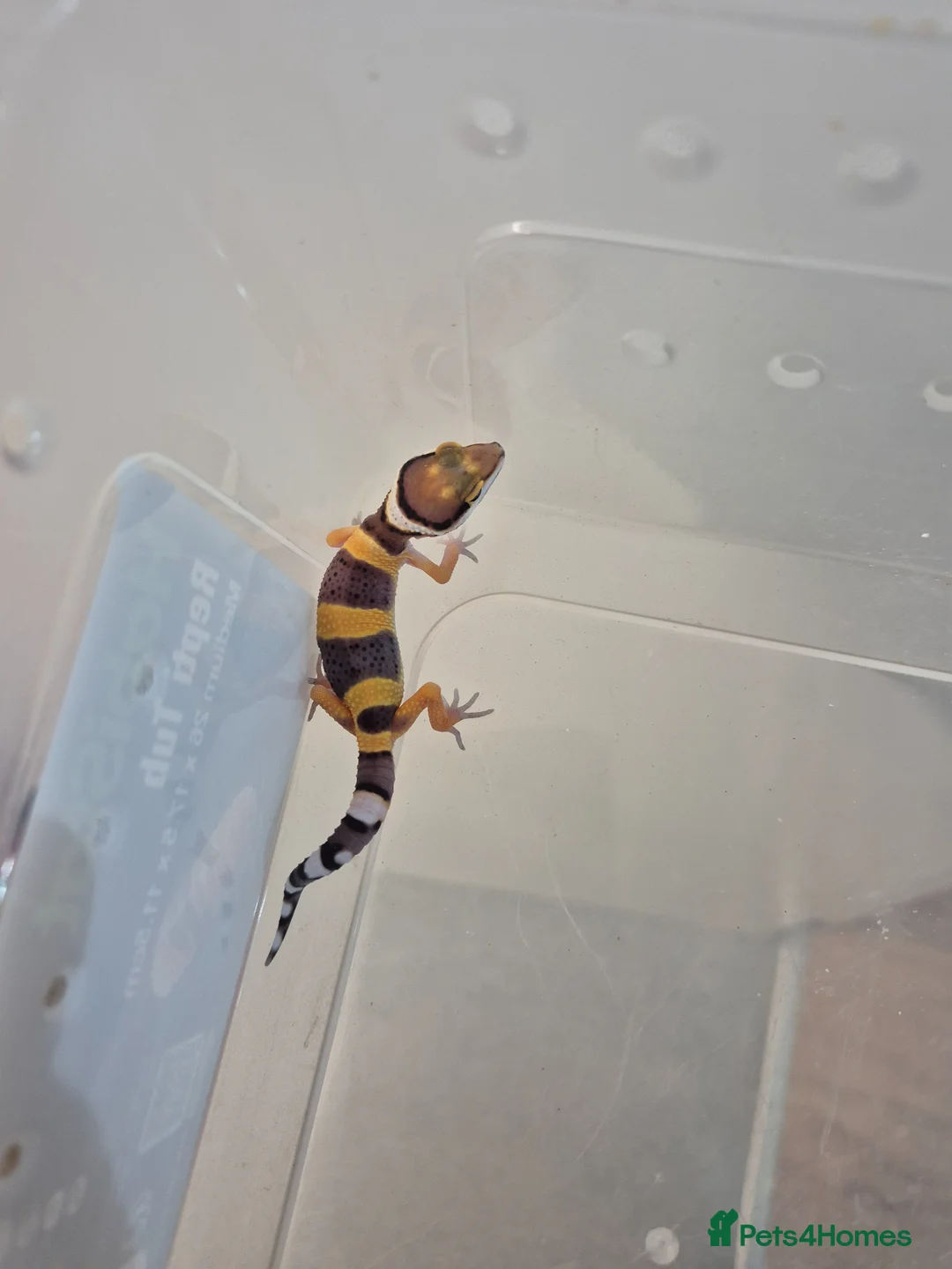 Leopard Gecko reptiles for sale: Baby leopard geckos for sale  - Advert 6