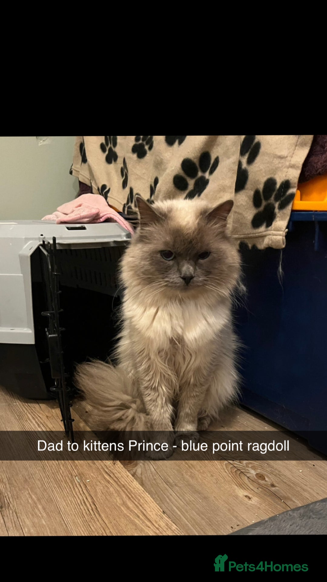 Ragdoll cats for sale: One blue point male ragdoll left  - Image 6