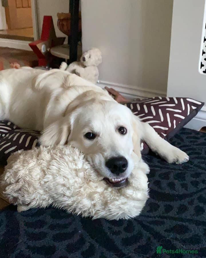 Golden Retriever dogs Golden Retriever Boy Rehome - Advert 1