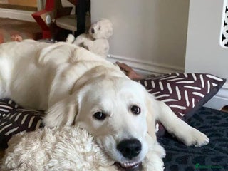 Golden Retriever dogs Golden Retriever Boy Rehome - Advert 1