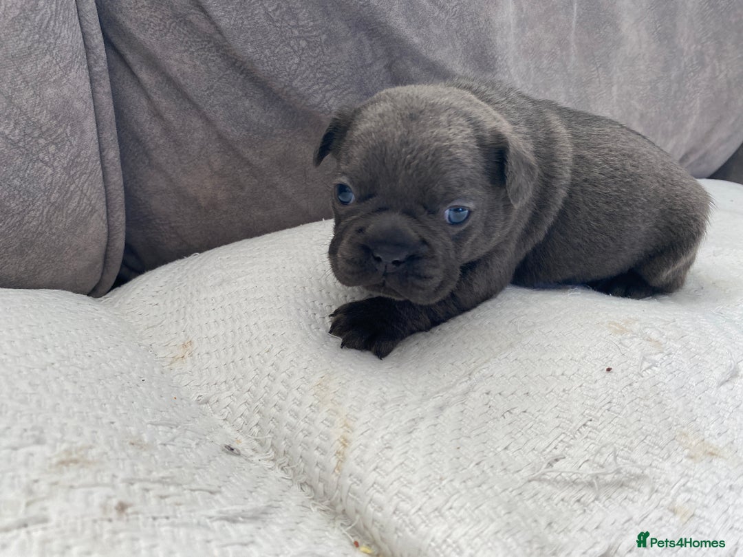French Bulldog dogs for sale: French bulldogs puppy’s for sale - Advert 16