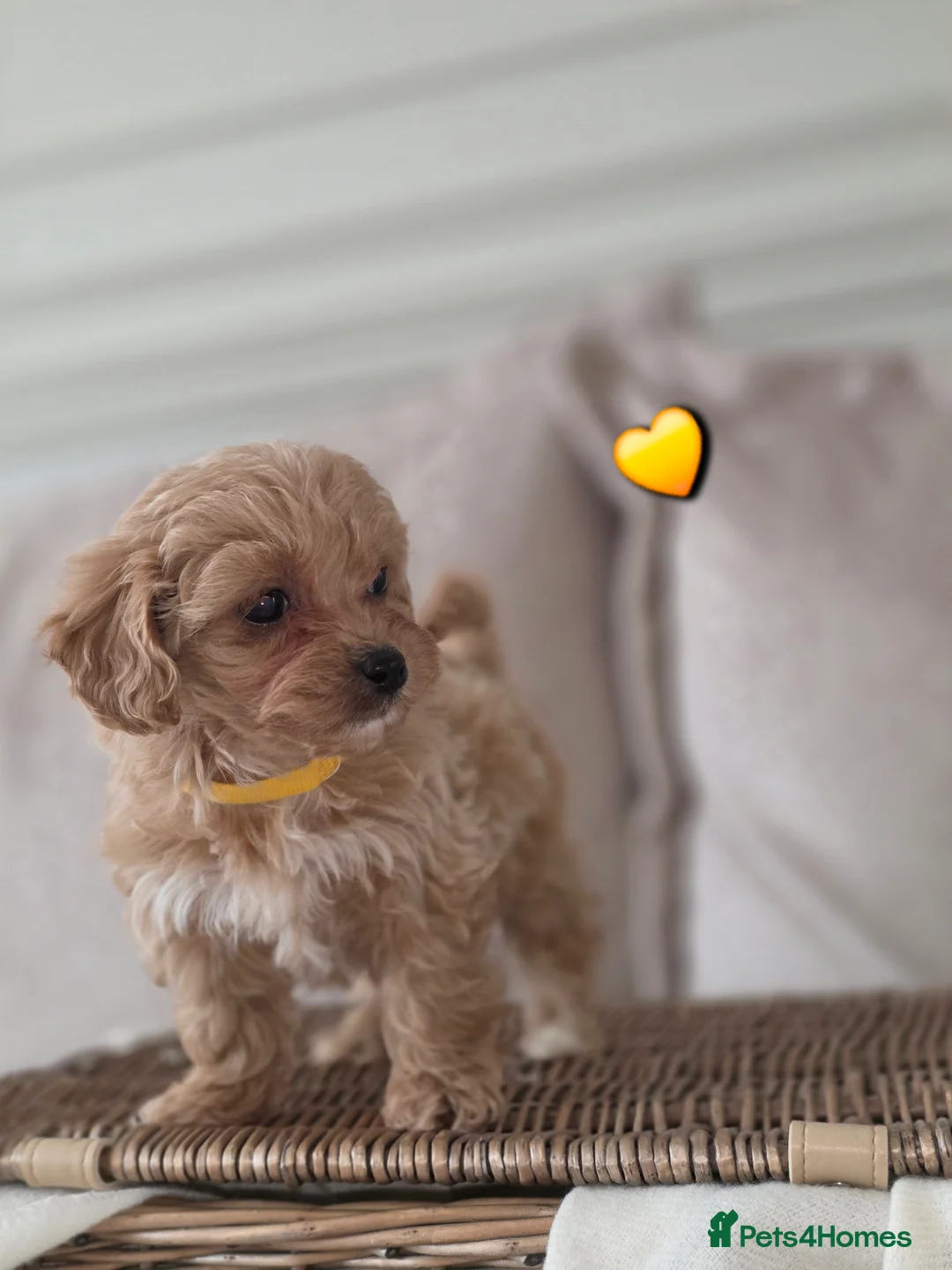 Maltipoo dogs for sale: Five gorgeous multi-poo puppies 3boys 2 girls - Advert 15