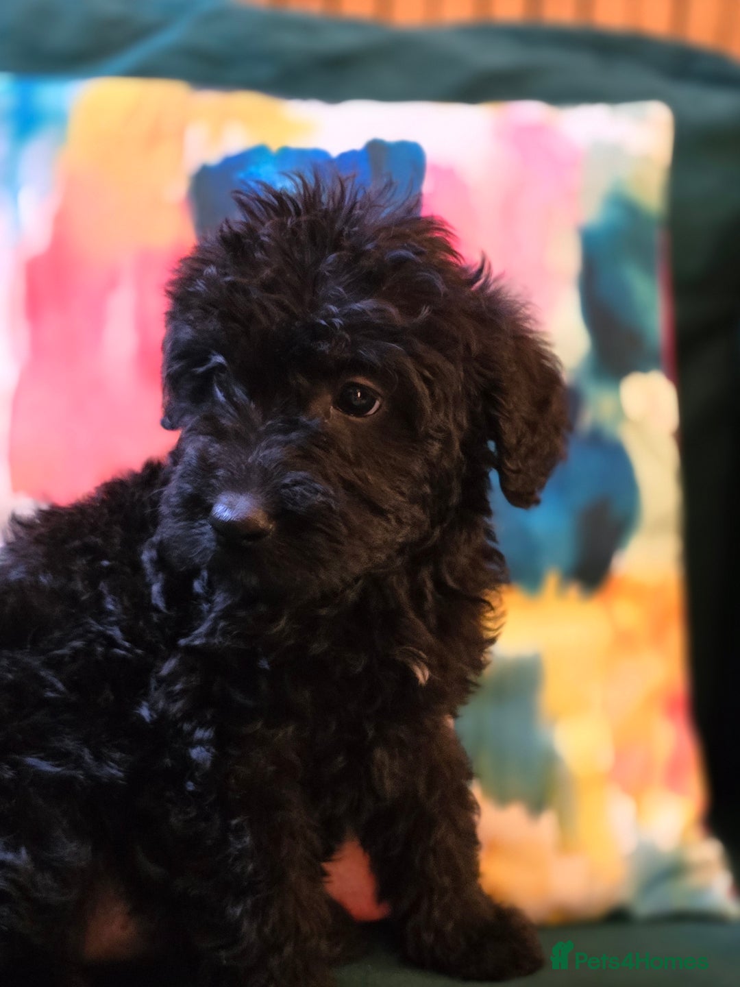 Labradoodle dogs for sale: Ready to go! gorgeous Teddy-Labradoodles - Advert 30