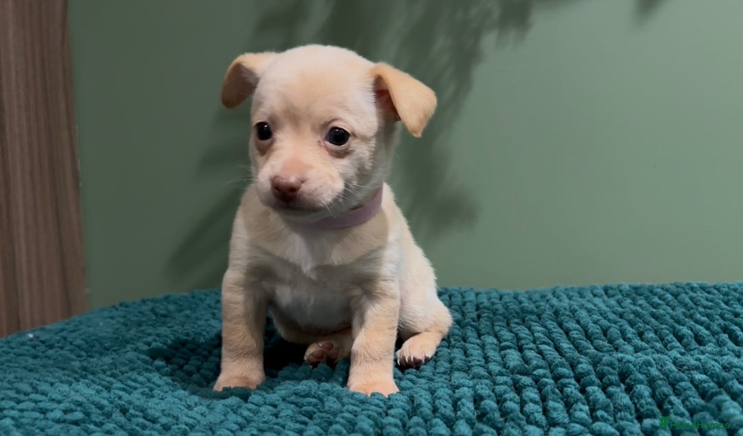 Mixed Breed dogs for sale: 🌟 Beautiful Cream Pomweenie Puppies Available 🌟 - Advert 4