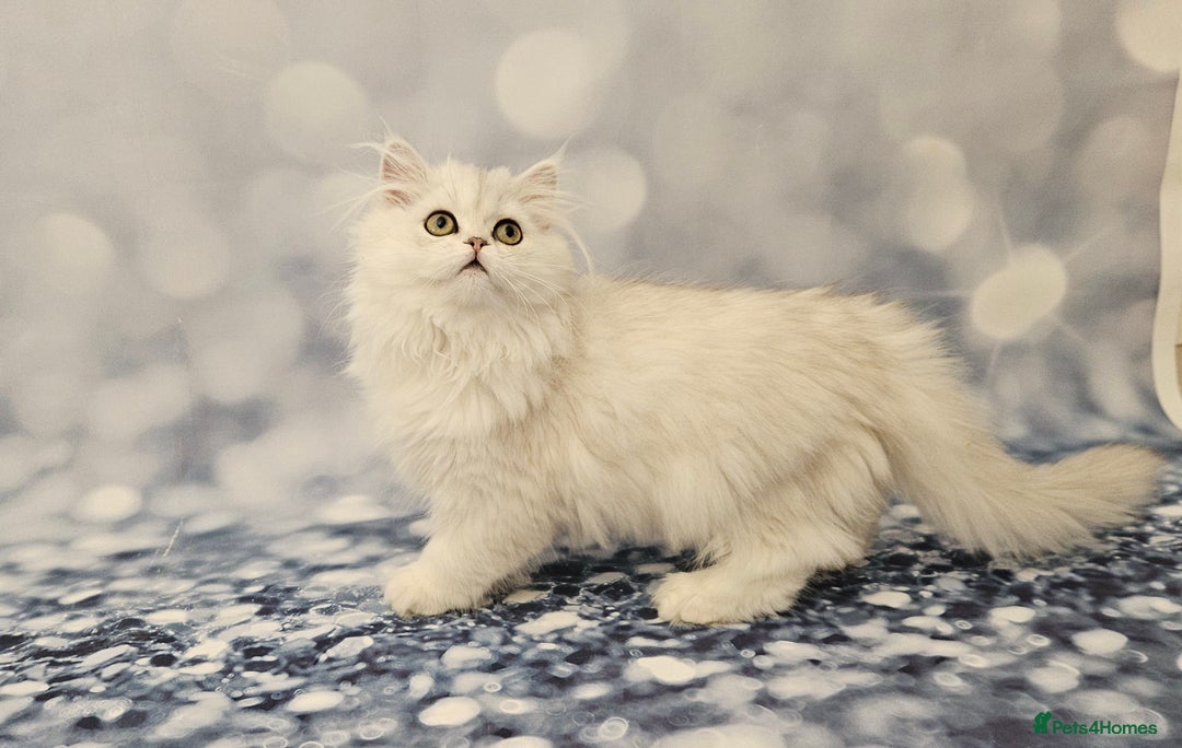 Scottish Fold cats for sale: Excellent Scottish fold kittens  - Image 20
