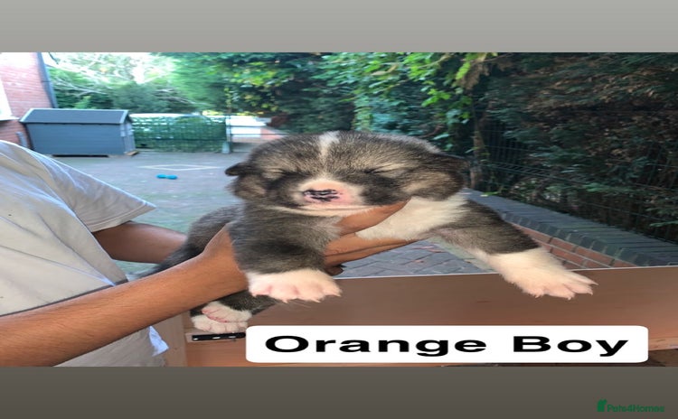 Mixed Breed dogs - Advert 1