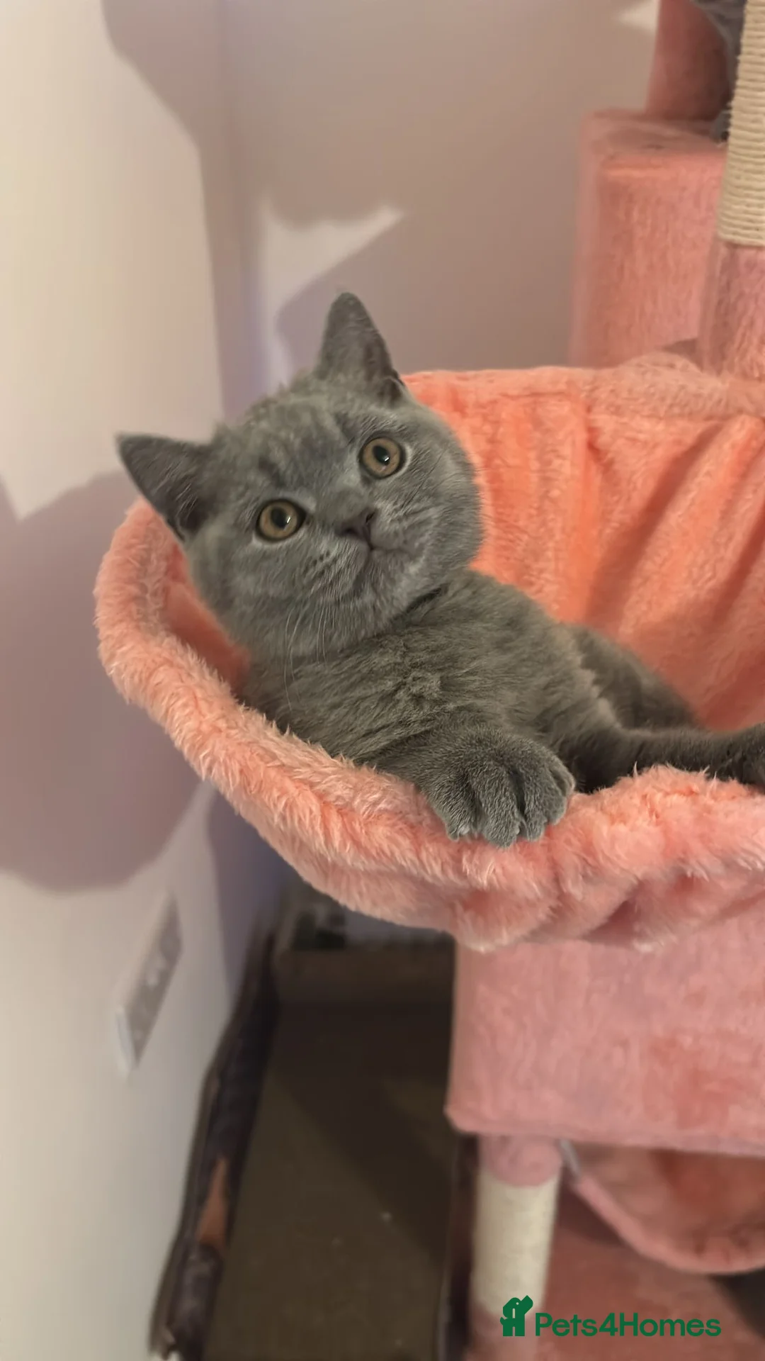 British Shorthair cats for sale: 🧸2 Remaining Chunky British Shorthair Kittens🧸 - Advert 14