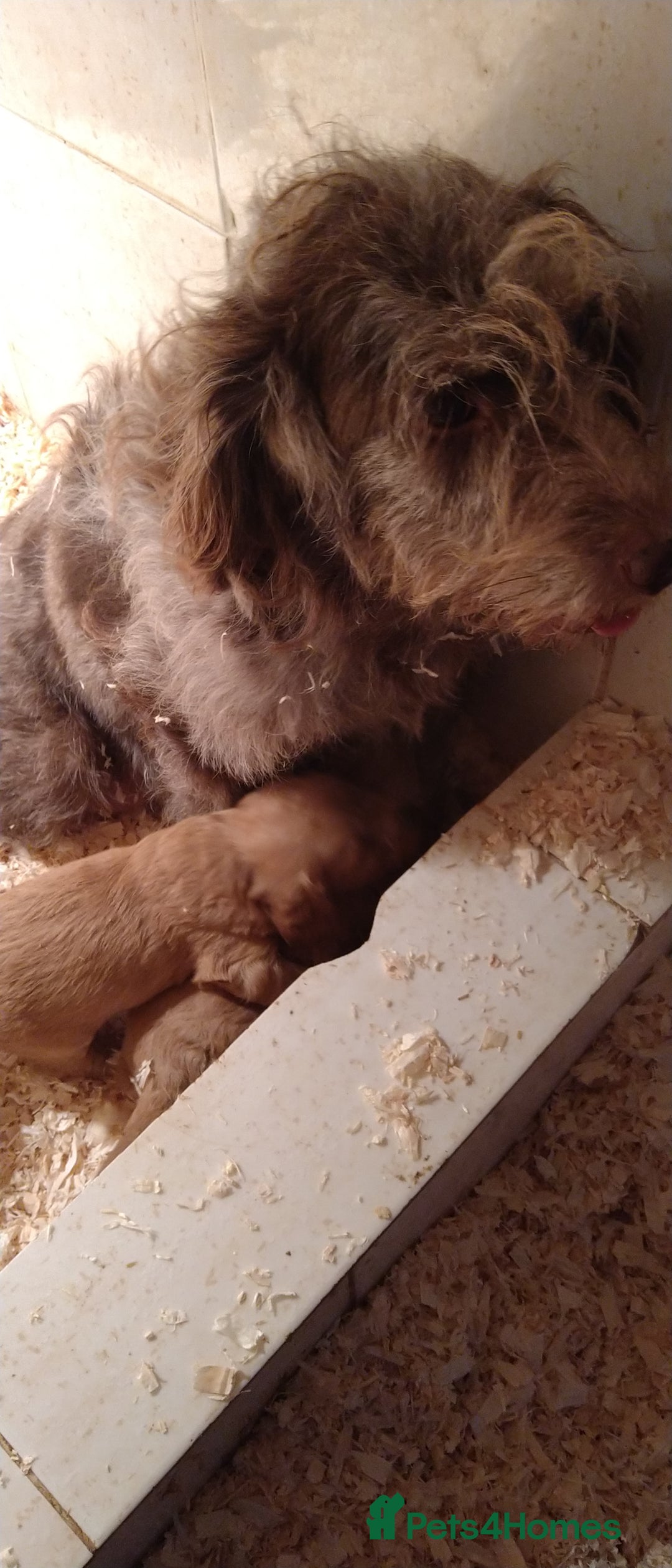 Labradoodle dogs for sale: F1B Miniature Labradoodles - Advert 17