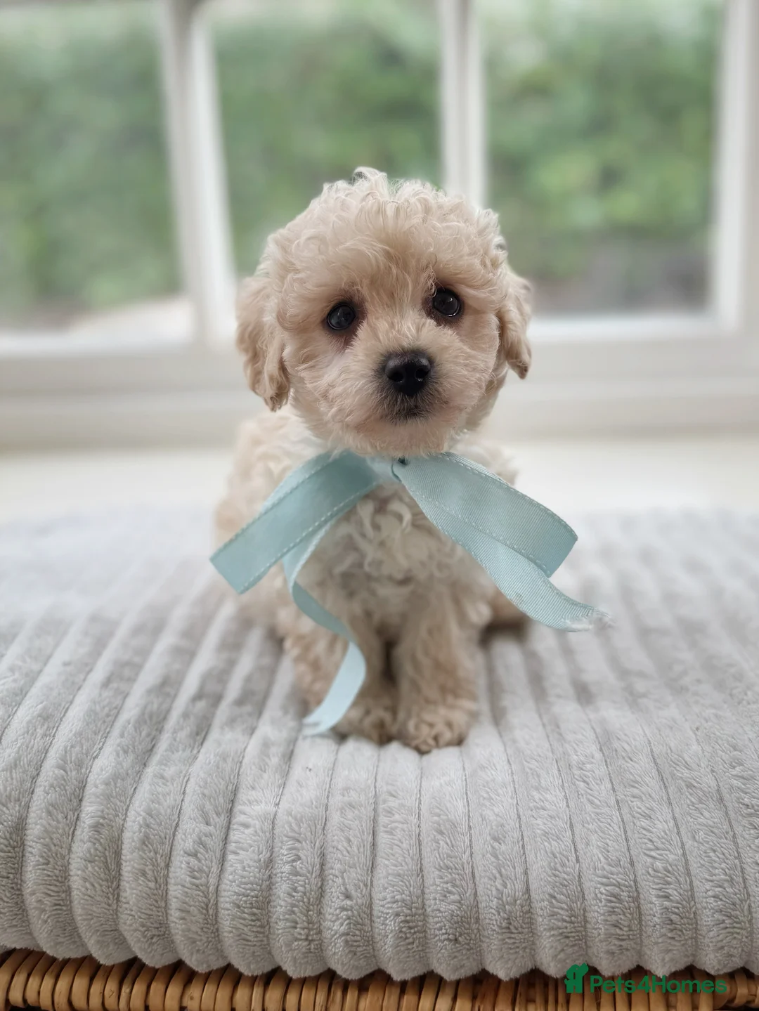 Mixed Breed dogs for sale: Shichon-poo Teddy bear - Advert 16