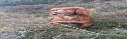 Cocker Spaniel dogs for sale: KC registered cocker spaniel puppies - Advert 2