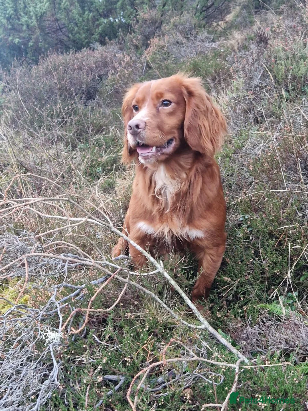 Cocker Spaniel dogs for sale: KC registered cocker spaniel puppies - Advert 2