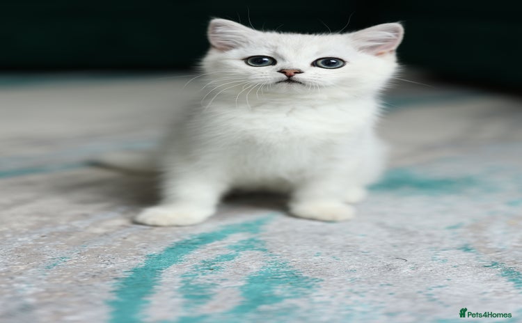 Scottish Fold cats - Advert 14