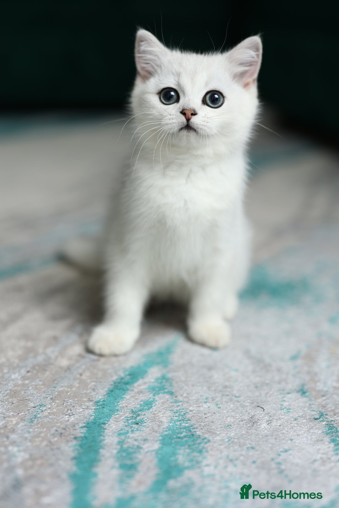 Scottish Fold cats for sale: Last Boy very good price!as we're going in holiday - Image 8